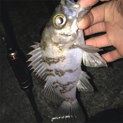 メバルプラッキング