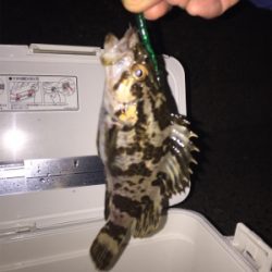 今年2回目で、25cmのメバル釣れました。