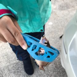 栖本ライトゲーム