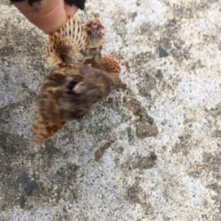 デイライトゲーム