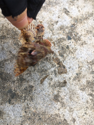 デイライトゲーム