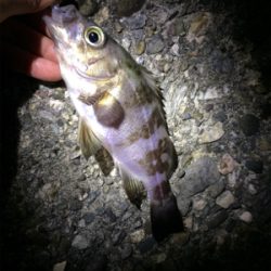 マリンピア沖洲でメバリング