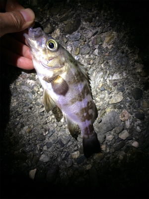 マリンピア沖洲でメバリング