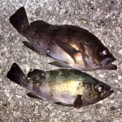 ちょっと渋め?メバリング