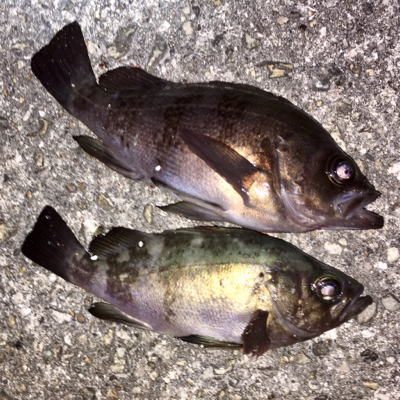 ちょっと渋め?メバリング