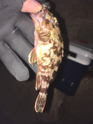 つめたい海でした