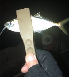 シーバスは釣れない…