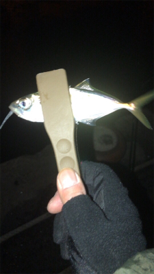 シーバスは釣れない…