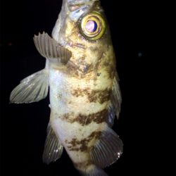 メバリンガー1835〜1915