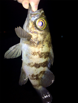 メバリンガー1835〜1915