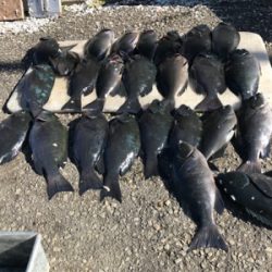 初釣り、グレ入れ食い