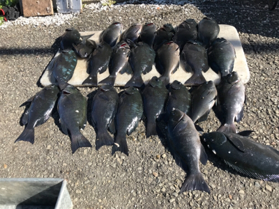 初釣り、グレ入れ食い