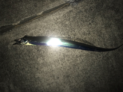 貴重な一本です!