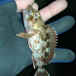 ナイトメバリング