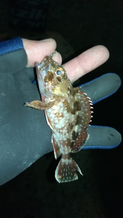 ナイトメバリング