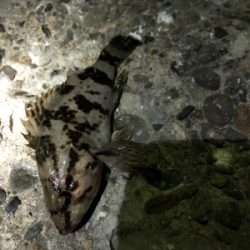 メバリング三回戦(๑╹ω╹๑ )