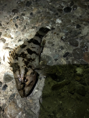 メバリング三回戦(๑╹ω╹๑ )