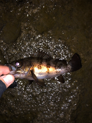 メバリングシーズン開幕！