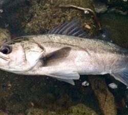 シーバサー0600〜0645