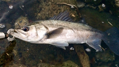 シーバサー0600〜0645