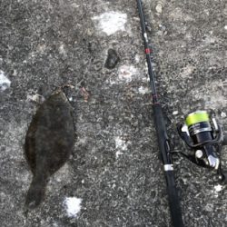 岸和田一文字でカレイ!