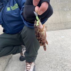 メバリング調査!のつもりでしたが…