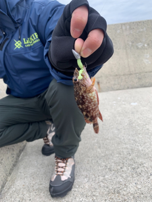 メバリング調査!のつもりでしたが…