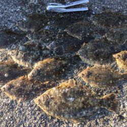 カレイ爆釣!!!!2