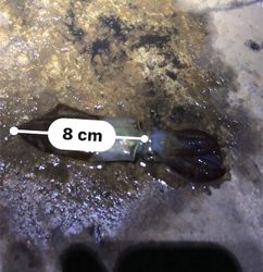 40分のプチ1091のヒイカ釣り\(^^)/