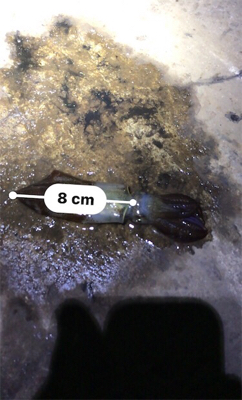 40分のプチ1091のヒイカ釣り\(^^)/