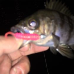 舞洲メバル良い感じです