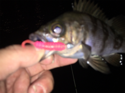 舞洲メバル良い感じです