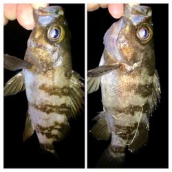 メバリンガー+α1825〜1910