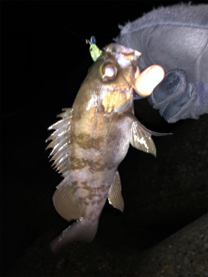 メバルプラッキング