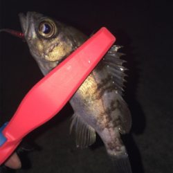小メバル釣り