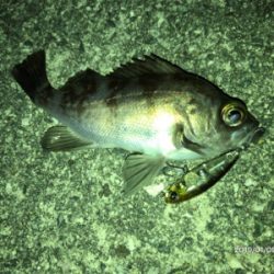 メバルプラッキング