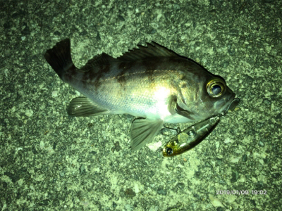 メバルプラッキング