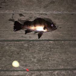 メバリングナイトゲーム