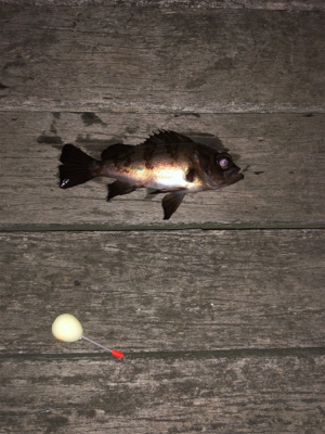 メバリングナイトゲーム