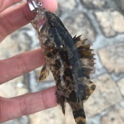 デイでもナイトでもロックフィッシュ