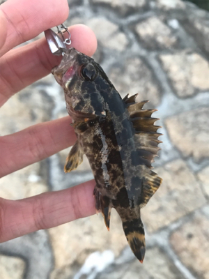 デイでもナイトでもロックフィッシュ