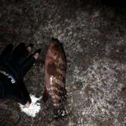 ナイトロックフィッシュ