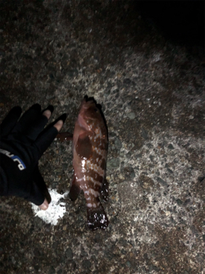 ナイトロックフィッシュ