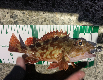 メバリング調査！