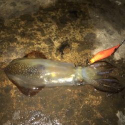 -2℃ 極寒の中でのヒイカ釣りσ(^_^;)