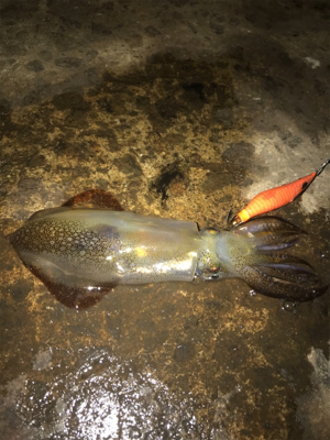 -2℃ 極寒の中でのヒイカ釣りσ(^_^;…