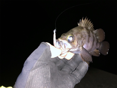 真夜中メバリング