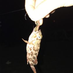 合津港ムシング