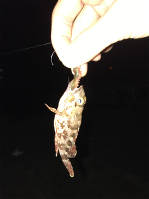 合津港ムシング