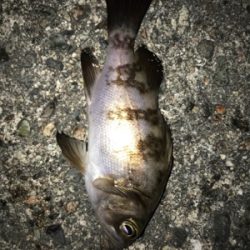 アジングでアジ&メバル